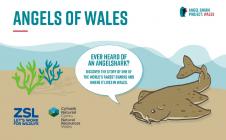 Angels of Wales, an interactive Angelshark...