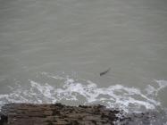 Eurasian otter spotted at Birds Rock, New Quay ...