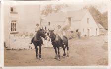 Working Horses at Ffynnongog