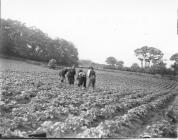 An arable field with farm workers c.1890-1910