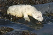 Atlantic grey seal pup on Ramsey Island, 2013