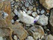 Atlantic grey seals move from Skomer Island to...