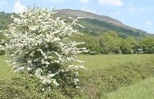 May Blossom Near Godre'r Graig, Glamorgan