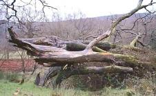 Trees in the Welsh Landscape