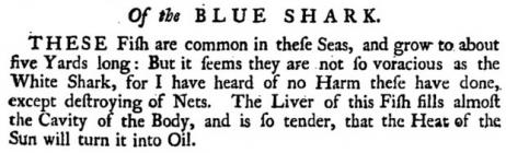 Blue shark occurance in Aberystwyth. Extract...