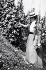 Woman picking grapes, Llangibby House, early 1900