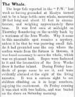 The Whale - Erthygl o'r Prestatyn Weekly, 1907
