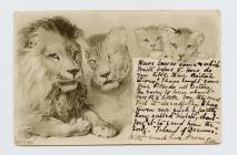 Postcard of a family of lions, 1901
