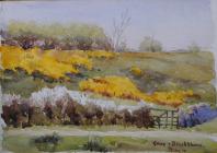 Gorse and blackthorn, May 10th by Beatrice...