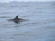 An 'un'-common sighting by Grassholm,...