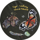 Tiger Leafwing by Margaret Thomas