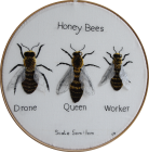Honey Bee by Christine Beck