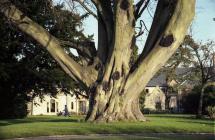 Old Hall gardens, Cowbridge, copper beech tree...