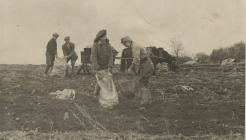 Women's Land Army in Dale, Pembrokeshire