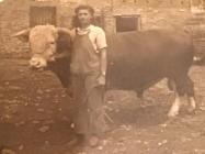 Rina Sidoli with a bull, Women's Land Army