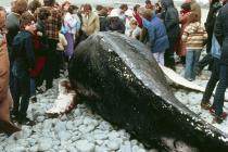 Humpback Whale washed ashore at Gileston, near...