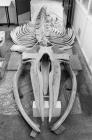 Skeleton of a humpback whale washed ashore at...