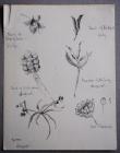 Composite drawings: Various seed drawings, July...