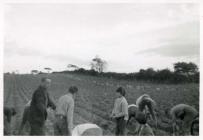 William John Stevens and locals, potato harvest...