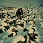 William John Stevens, cabbage field, Swansea,...