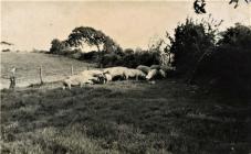 Pigs at Llannant farm