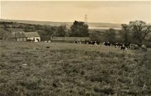 Dairy cows, Llannant Farm, Swansea, 1960s/1970s