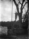Arthur Artie Moore erecting aerial in tree