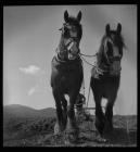 Ploughing with horses in the Conwy Valley