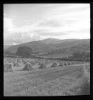 Fields of stooks in the Conwy Valley area
