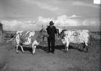Glass Negative: A Man and his Cows, Anglesey