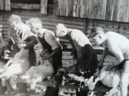 Men shearing sheep