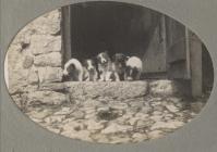 Dogs at Lloc Farm, 1925