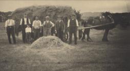 Haymaking on Mostyn Hall estates 1912