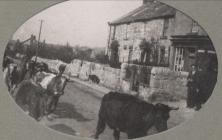 Lloc Farm cattle on road near Lloc Post Office...