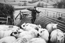 “Sheep farmer Gwyn Davies shepherds his flock...