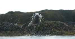 A seal sticking his head above the water.