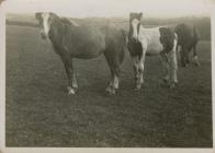 Photo of two horses in Parc Blaw Brith