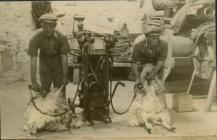 Sheep Shearing at Glyn Saithmaen farm