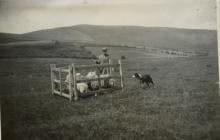 Sheepdog Trials at Glynsaithmaen
