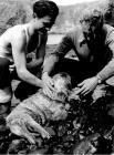 Royal Navy staff with a seal pup, South Haven,...