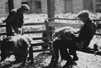 John Owen shearing at Pwllpeiran in 1952