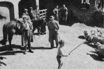 Shearing at Pwllpeiran in 1952 - 02