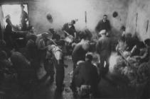 Shearing in the outbuildings at Pwllpeiran in...