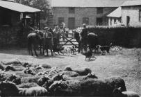 Preparing the sheep for shearing at Pwllpeiran...