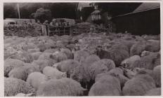 Sheep awaiting shearing at Pwllpeiran in 1952