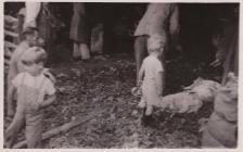 Children in the shearing yard at Pwllpeiran in...