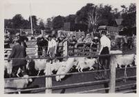 A sale of sheep at Pwllpeiran in 1952 - 01