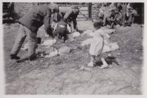 Marking the sheep during shearing at Pwllpeiran...