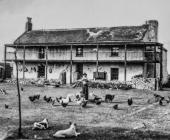 Betty Codd feeding chickens at the Old Farm,...