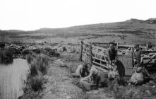 Sheep washing on Skomer Island, c.1880s
